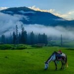 Horse grazing in misty green landscape