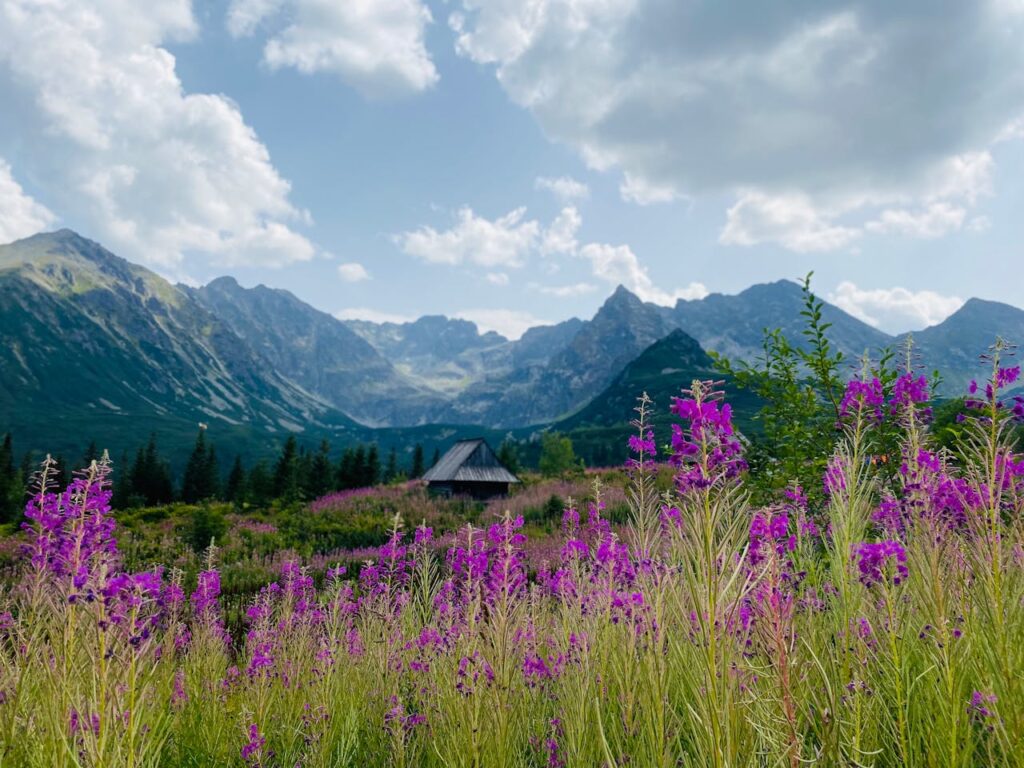 Vibrant flowers with mountains in background