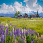 Colorful flowers with a mountain backdrop.