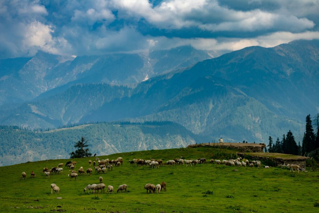 Sheep grazing in mountainous landscape.