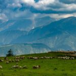 Sheep grazing in mountainous landscape.
